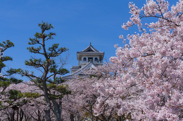 豊公園の桜