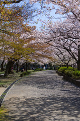 豊公園の桜