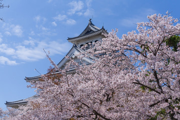 Fototapeta premium 豊公園の桜