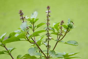 fresh ocimum basilicum plant in nature garden