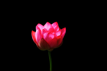 The blooming of pink lotus in Astrakhan region, river, summer. Russia wild nature. Black background.