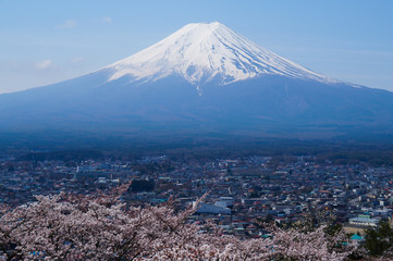 桜と富士山