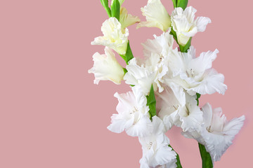 Flat lay layout with beautiful white gladiolus flowers on pastel pink background. Invitation greeting card for Mothers, Father or Grandparent's Day. Copy space for text