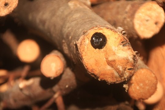 xylocope dans sa galerie