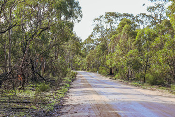 Fototapeta na wymiar dirt road through australian bushland
