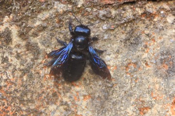 xylocope