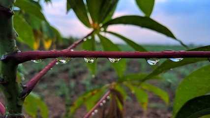 close up of rainwater sticking to the stems of cassava leaves
