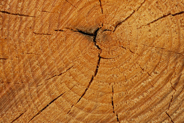 Fototapeta premium close-up of the structure of a cut pine trunk, clear annual increments