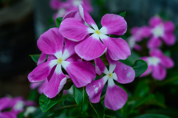 Purple flower