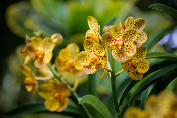 Close up of beautiful Orchid flower nature on dark background