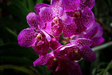 Close up of beautiful Orchid flower nature on dark background