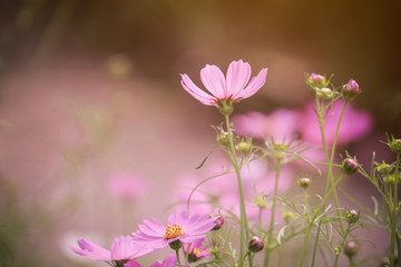 close up picture of Beautiful Pink Cosmos flower in the garden