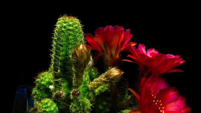 lobivia cactus is blooming red and dramtic is a fascinating time lapse. 