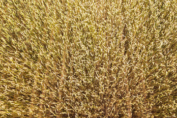 agriculture industry background of wheat grain plant. farming background. aerial drone photo