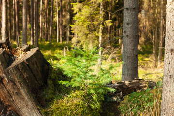 a close-up of a small, young spruce that grows on an old fallen tree