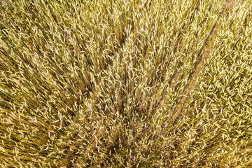 fields of barley before harvesting. agricultural background. closeup aerial view