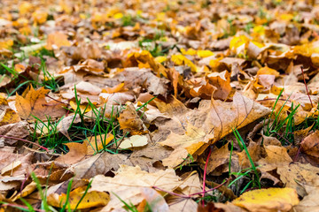 Autumn leaves