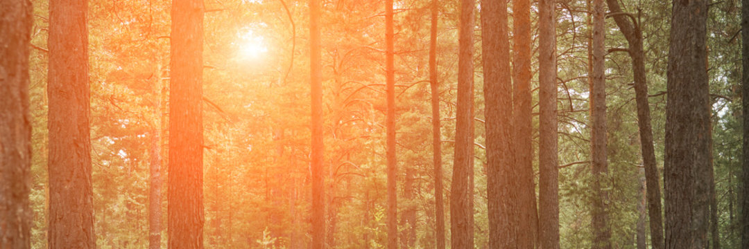 coniferous forrest backlight natural view of the forest