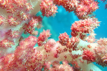 Fototapeta na wymiar Red Soft Coral Macro