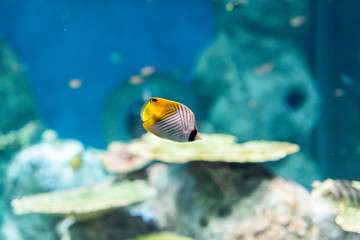 Fototapeta na wymiar 水族館の魚
