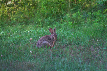 Naklejka na ściany i meble Eastern cottontail bunny rabbit cleaning its back paw while sitting among grass and clover; looks like its putting its foot in its mouth