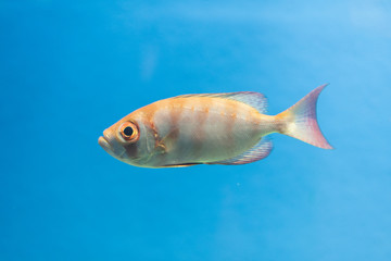 Naklejka premium 水族館の魚