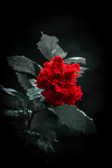 red Flower on black background
