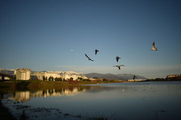 birds on the bridge