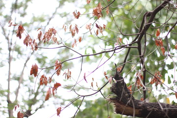 bird on tree