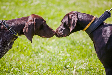 meeting dogs on the lawn.the pointers met noses.Dogs on a green background.Hunting dogs look at each other