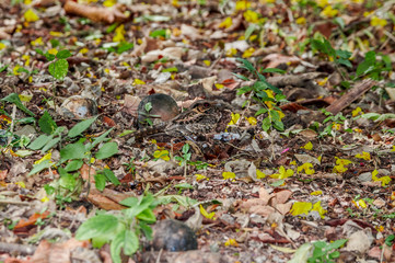 Common Pauraque (Nyctidromus albicollis) in park, Managua, Nicaragua