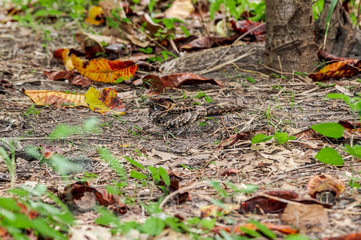 Common Pauraque (Nyctidromus albicollis) in park, Managua, Nicaragua