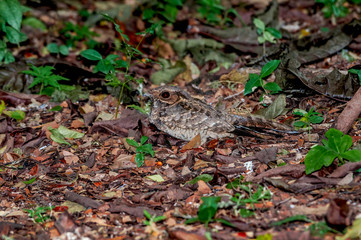 Common Pauraque (Nyctidromus albicollis) in park, Managua, Nicaragua