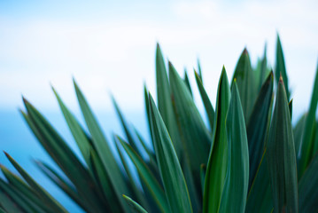  Sharp green agave leaves on a blue background. The silhouette of the blades.