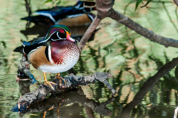 Wood Duck (Aix sponsa) drakes in Los Angeles County arboretum, Los Angeles, California, USA