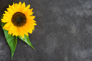 Autumn background with a yellow sunflower on dark concrete. Space for text.