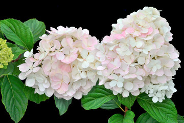 Delicate white-pink Hydrangea inflorescences on black background close up