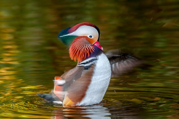 Drake of Mandarin Duck (Aix galericulata) in Los Angeles County arboretum, Los Angeles, California, USA