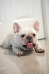 Cute french bulldog puppy nap stay at home