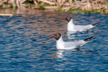 Black-headed Gulls (Larus ridibundus) at colony, Moscow region, Russia