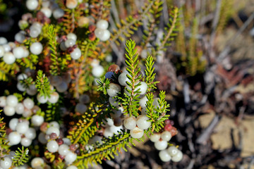 fruits of the Corema album or caramiña, photographed closely  in the Asperillo dunes, within the Doñana natural park.