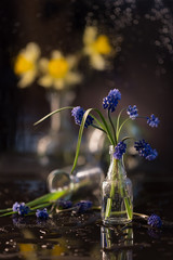 Macro still life with Muscari blue flowers in a small glass bottle on a blurry dark background with a glare.