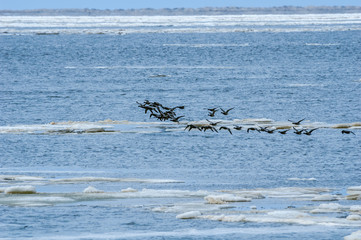 Migrating Brent Goose (Branta bernicla) in Barents Sea coastal area, Russia
