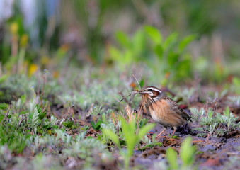巣材を運ぶホオジロのメス