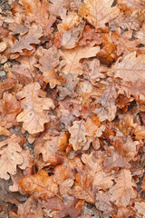 background of dry early autumn leaves