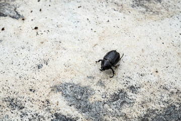 Coconut rhinoceros beetle crawling slowly isolated on cement flooring background closeup.