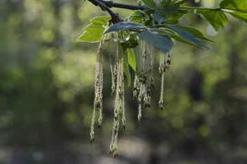 tree earrings