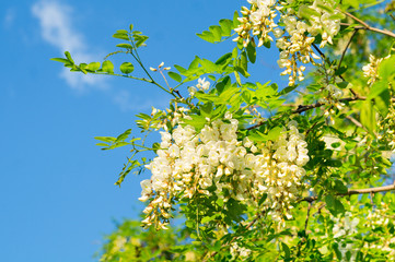 Blooming acacia against the blue sky