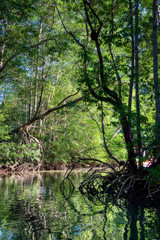 Fototapeta na wymiar Mangrove swamps in Costa Rica near Manuel Antonio