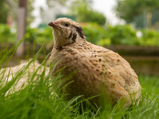 Wachtel im Gras